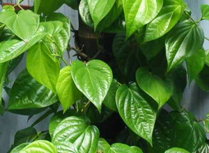 Phương pháp chữa bệnh trĩ ngoại bằng lá trầu không siêu hiệu quả